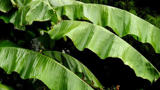 Wet British Columbian Banana Leaves photo