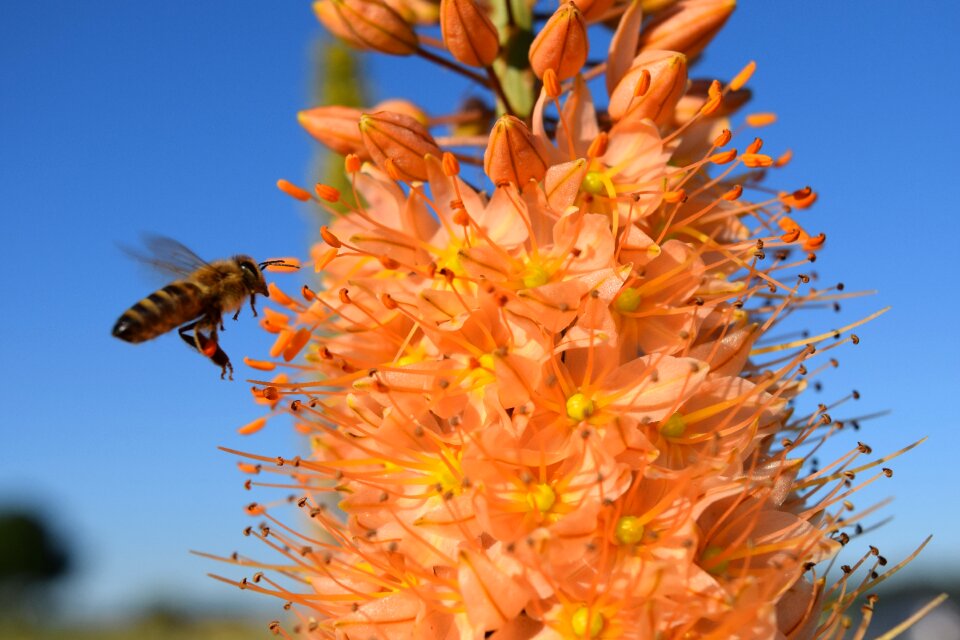 Blossom bloom orange