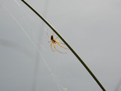 Spider nature spider web