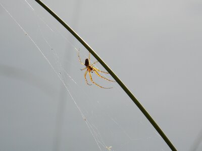 Spider nature spider web photo