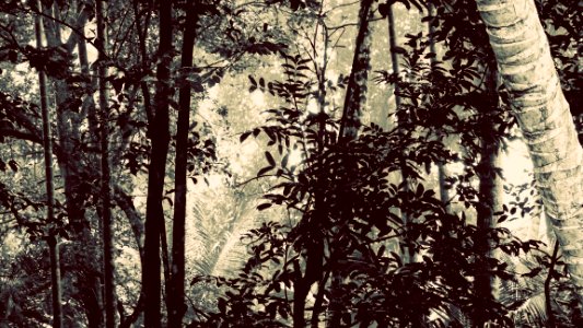 Hard to the the Jungle for the Trees