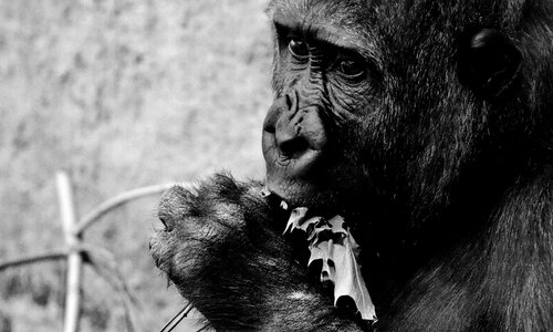 Greedy zoo hellabrunn photo