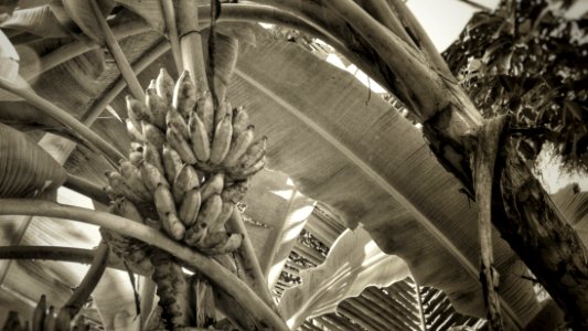 Jay Spotted Some Ripe Bananas in the Garden