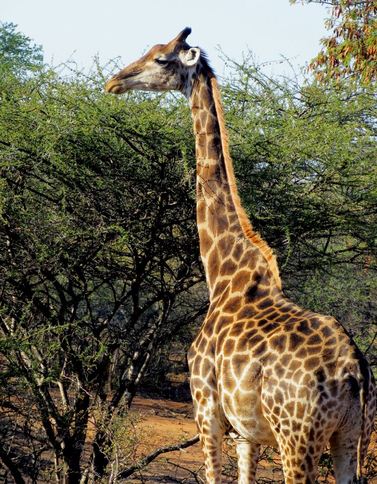 Safari wildlife animal