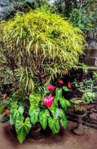 Anthurium by the Wall