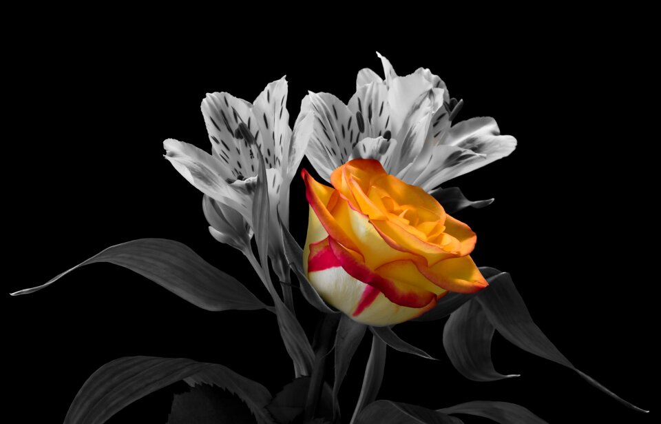 Blossom bloom rose