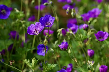 Flower blue purple photo
