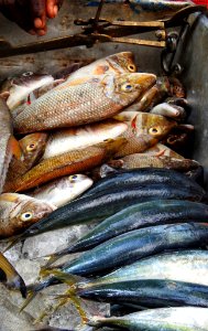 Today's Catch