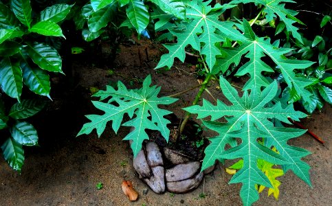 Starting a New Papaya