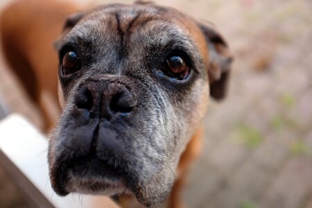 Close-up dog domestic animal photo