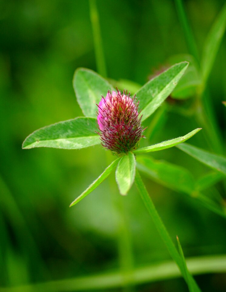Clover flower nature