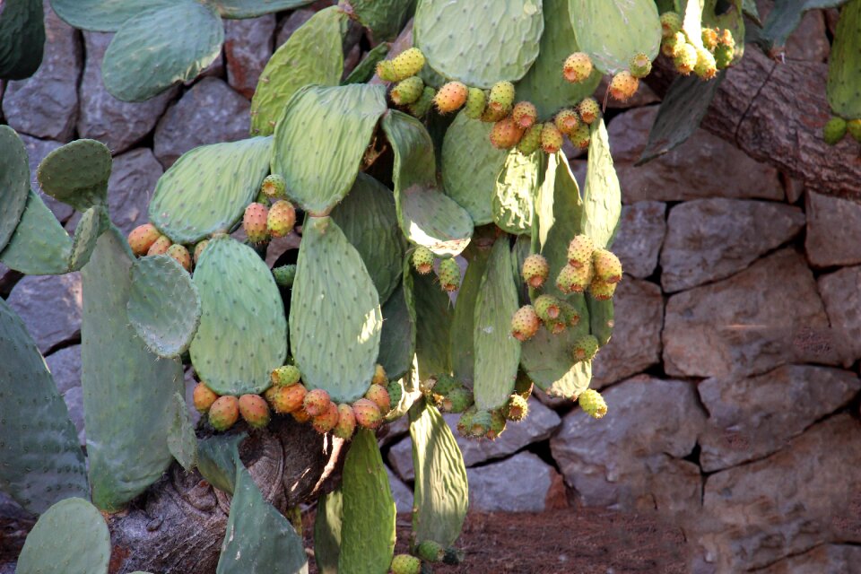 Prickly spur mediterranean