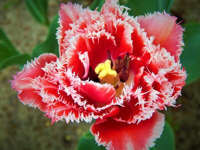 Makrosemka flowers double tulip