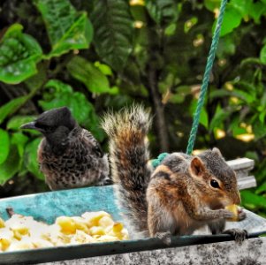 "Hair Birds" are Hard to Catch