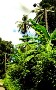 Lush Roadsides