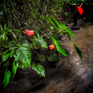 Monsoon Season Showers