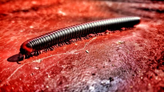 Matching Millipede