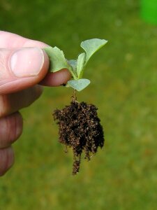 Growing gardening horticulture photo