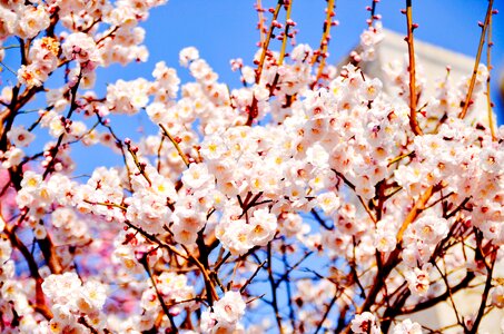 Arboretum tokyo bud photo