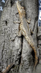 Looking Down on a Canal Crocodile