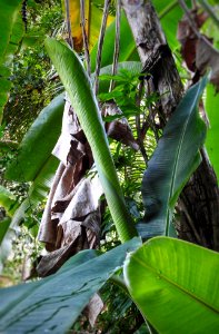 New Banana Leaf