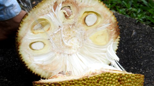 Cutting a Jackfruit