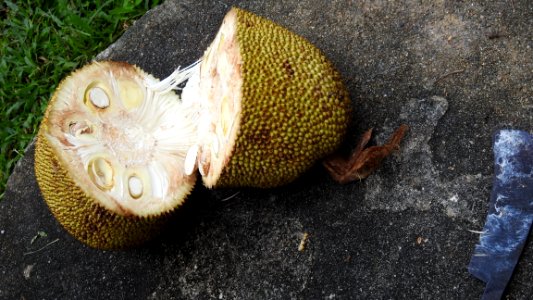 Cutting a Jackfruit