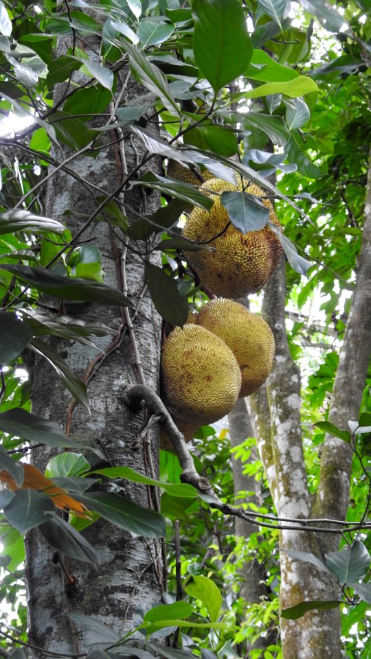 Cutting a Jackfruit