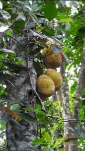 Cutting a Jackfruit