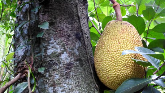 Cutting a Jackfruit