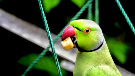 Parrot at the Feeder