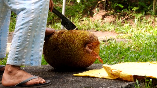 Cutting a Jackfruit
