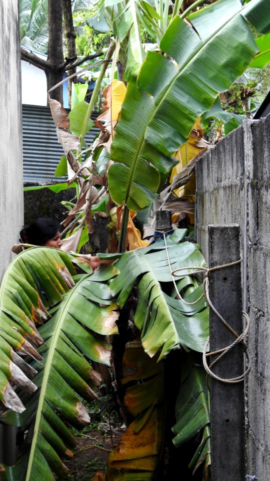 Nugegoda House Bananas