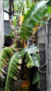 Nugegoda House Bananas