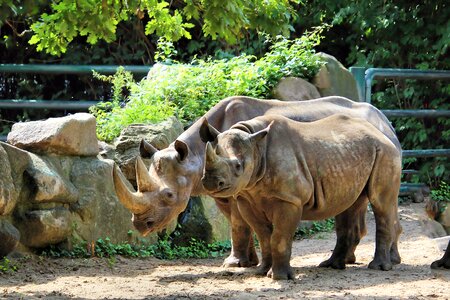 Wild animal horn zoo