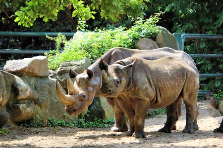 Wild animal horn zoo photo