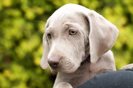 Pointer quadruped puppy