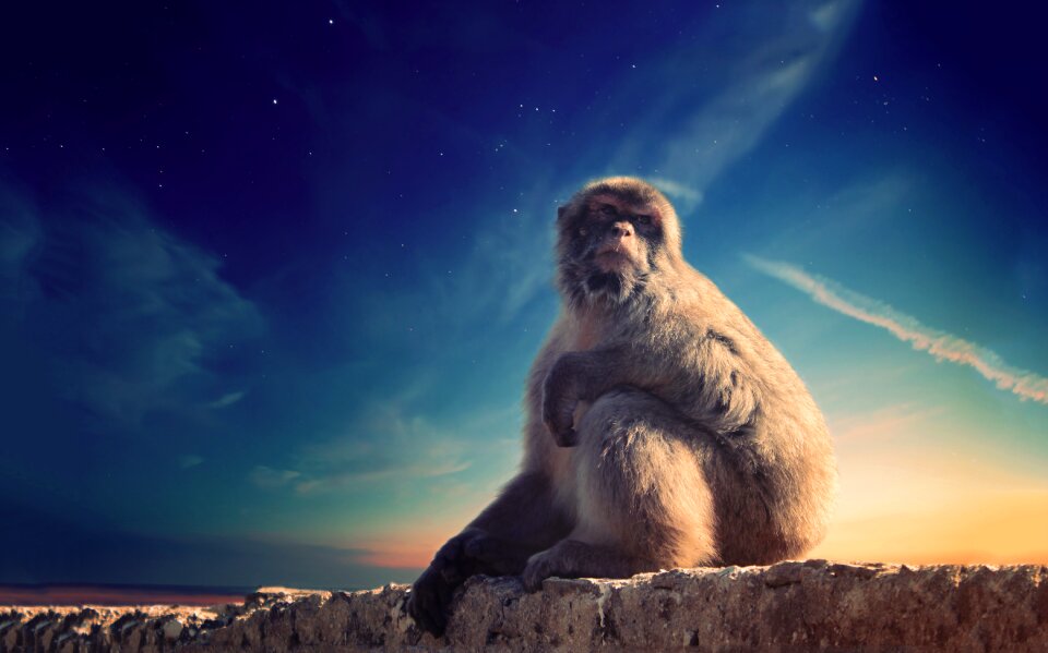 Rock sky wildlife