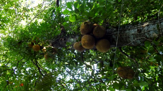 Future Jackfruit