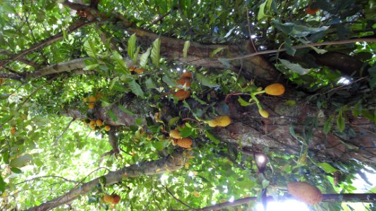 Future Jackfruit