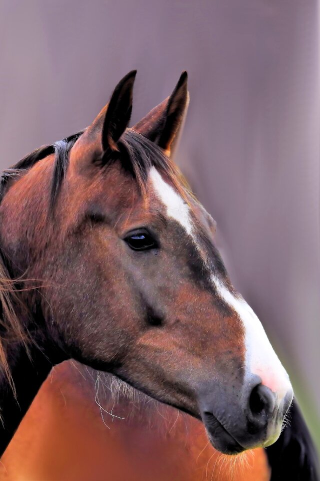 Animal brown pferdeportrait