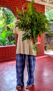 Moringa (Drumstick Tree) Leaves