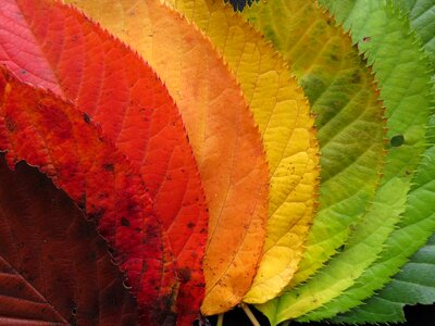 Autumn fall color photo