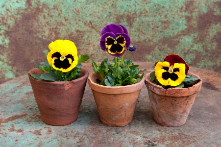 Spring pot plant