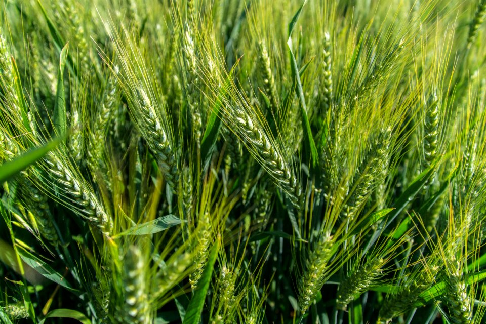 Epi agriculture harvest