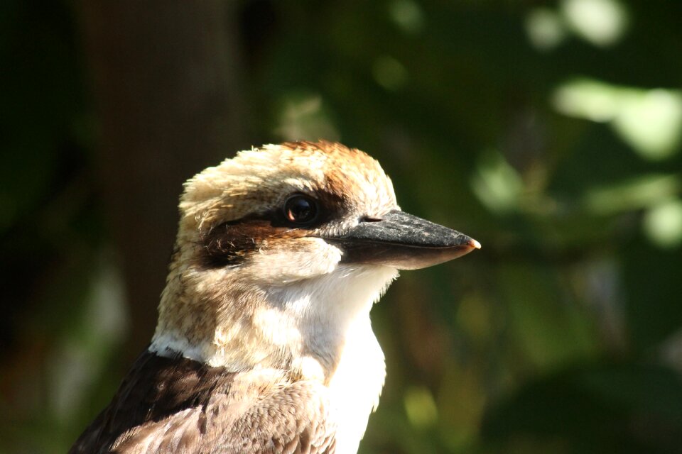 Australia nature laughing photo