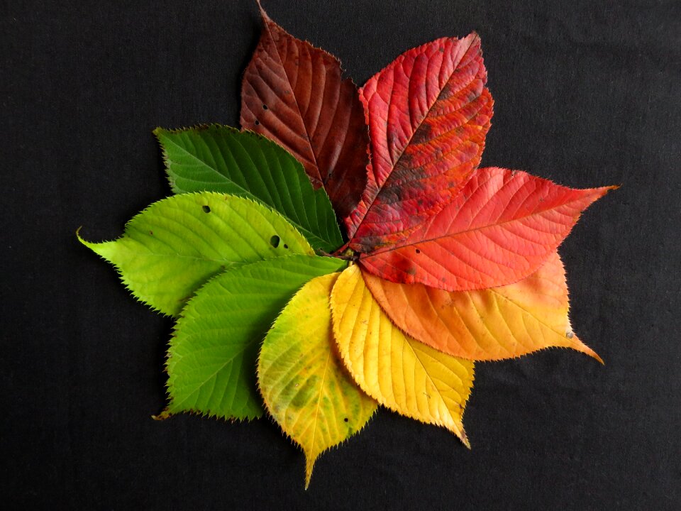 Leaf leaves color
