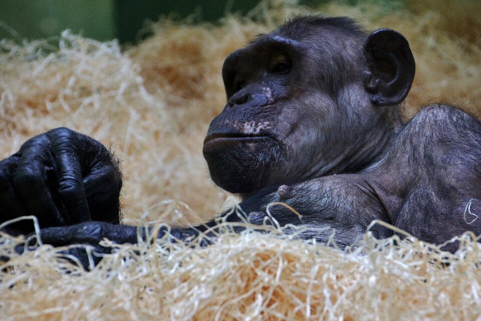 Zoo alpha male antwerp zoo