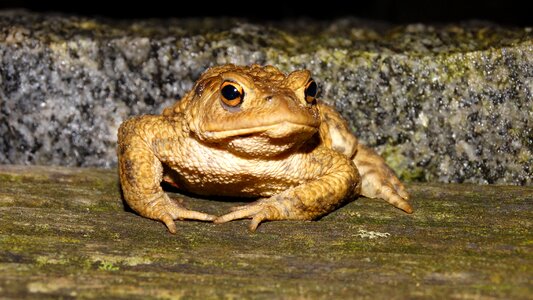 Frog at night wood floor
