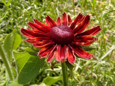 Sunflower red summer photo